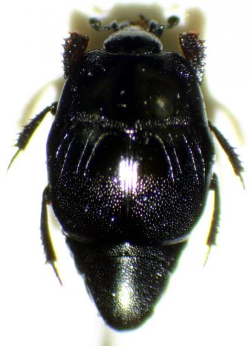 Saprinus acuminatus